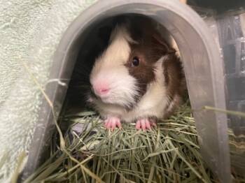 Rescue Guinea Pig Guinea Pigs for Adoption in Honolulu, Hawaii - Tortellini | PetCurious